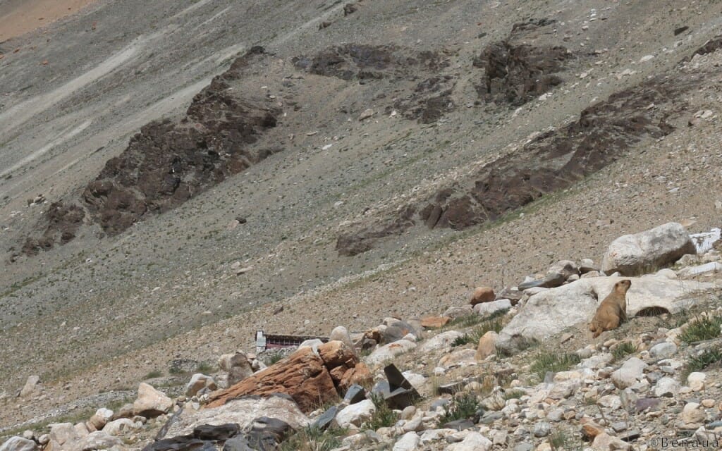 Marmotte du Zanskar