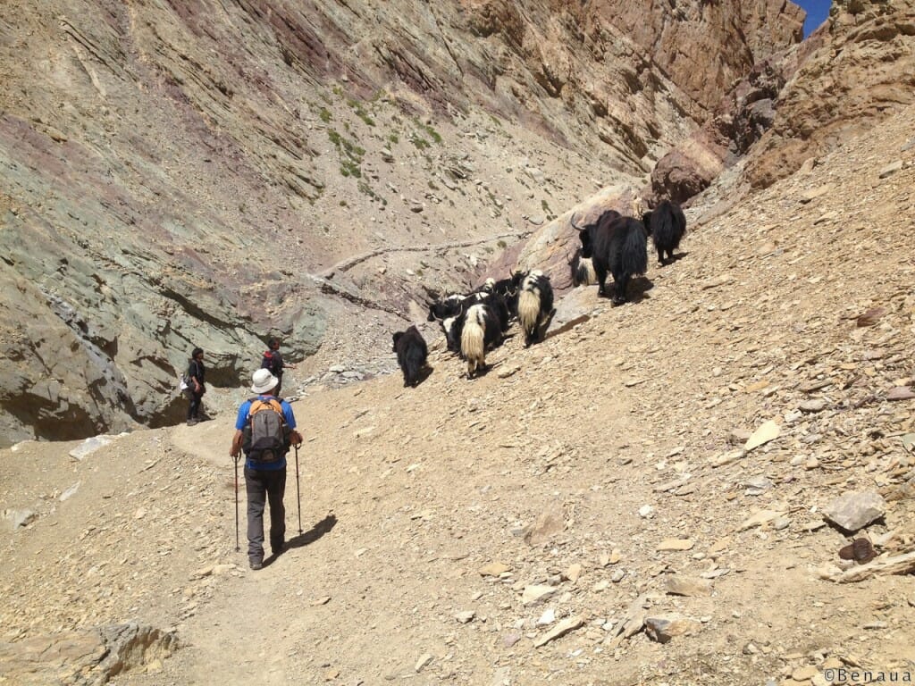 Trek au Zanskar en Himalaya - Yack sur la montagne
