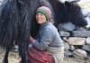 Villages et population Zanskari en Himalaya - Coopérative d'éleveurs