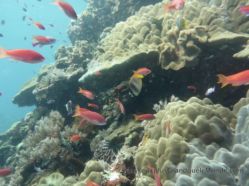 Apprendre la plongée à Bali - Couleurs du monde sous-marin