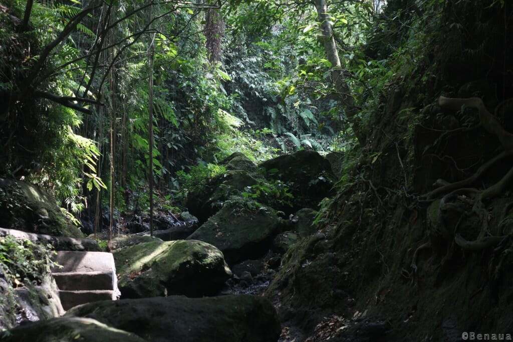 Bali en Indonésie - Monkey Forest
