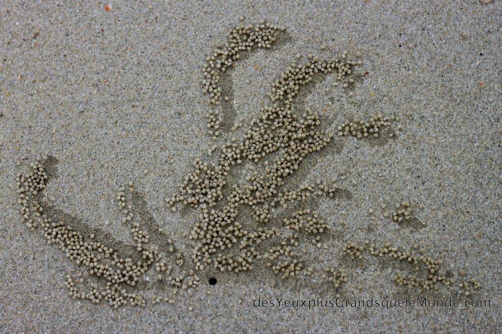 Forme créée par les crabes de plage