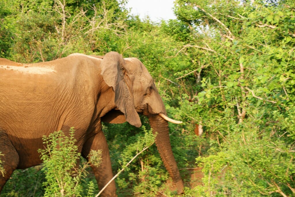 Elephant dans le Parc Kruger en Afrique du Sud