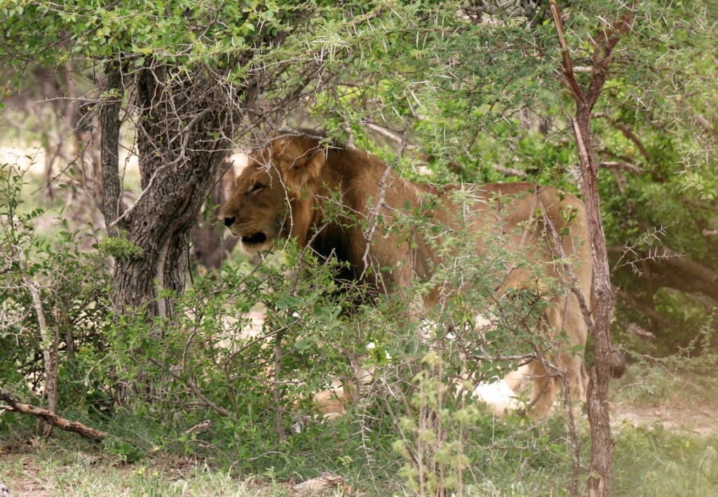 Lion - Safari pas cher en Afrique du Sud