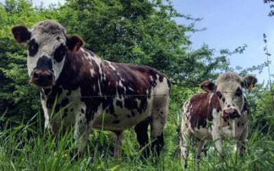 Randonnée en Normandie - les vaches