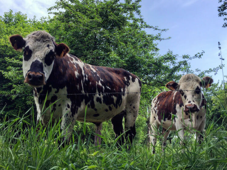 Randonnée en Normandie - les vaches