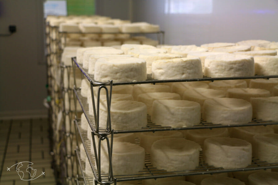 Fabrication du camembert : visite de la ferme du Champsecret
