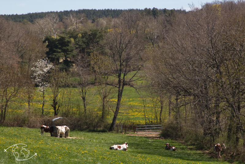 Visite de ferme en Lozère - Le champ des vaches - Ferme Ressouche