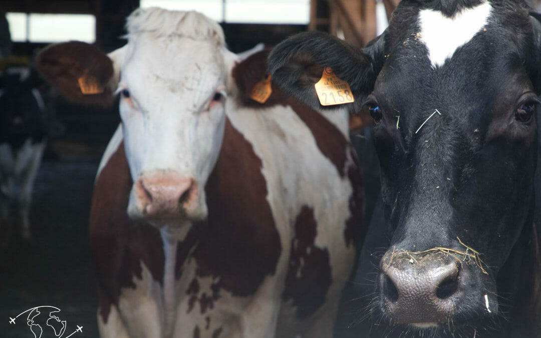 Visite de ferme en Lozère - Les vaches de la Fromagerie Ressouche