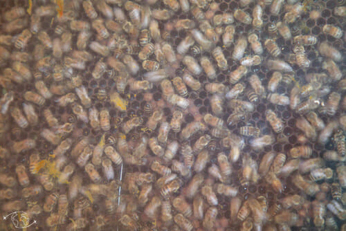 Abeilles de la ruche d'exposition - L'Arc-en-Miel - Ste Affrique