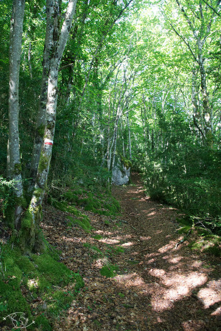 Randonnée Larzac - Forêt entre Cornus et la Couvertoirade