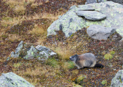 Marmotte _ Voyage photo animalière _ Salva Fauna Tours